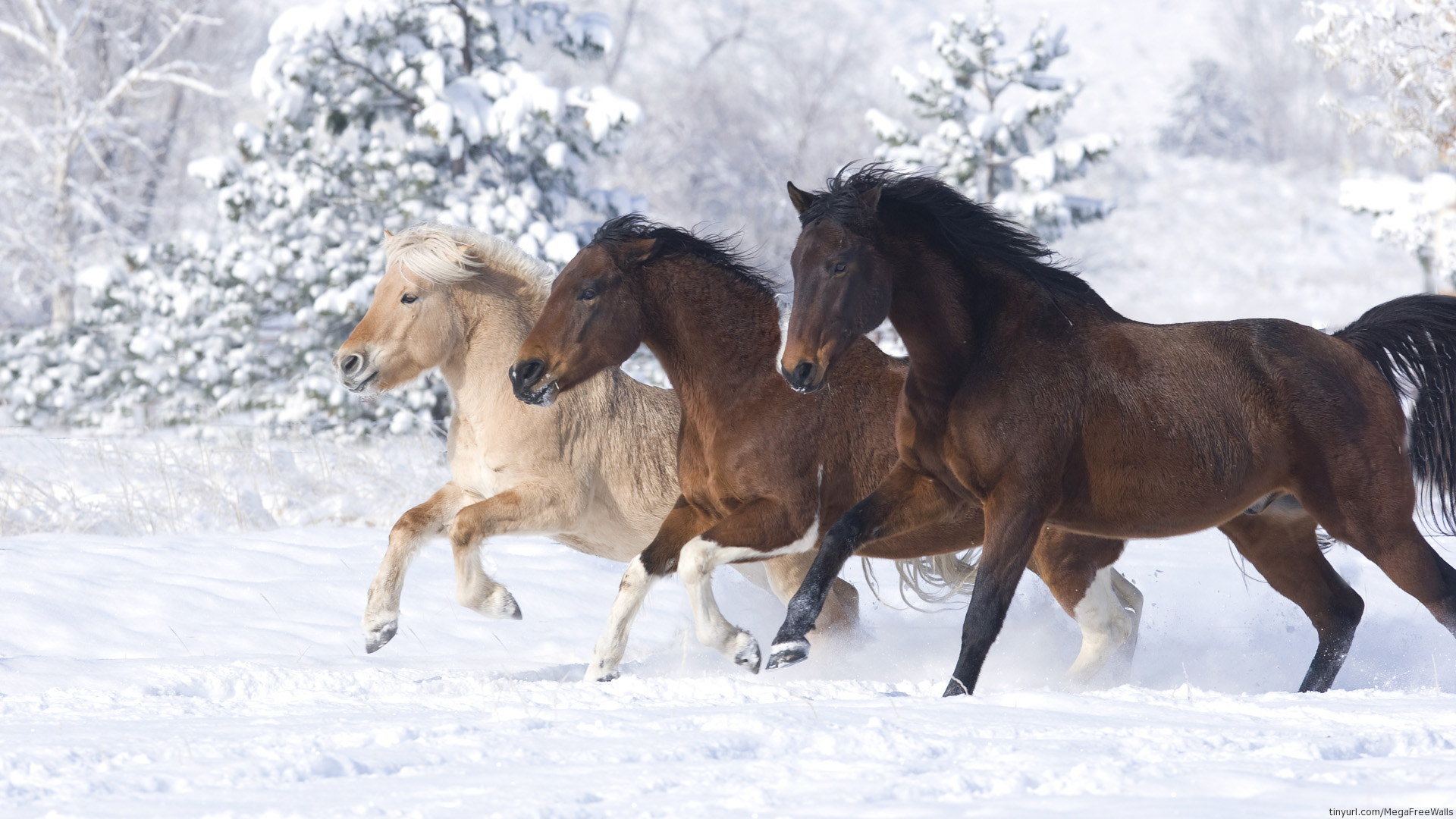 Free Horse high quality background ID:23304 for full hd 1080p desktop