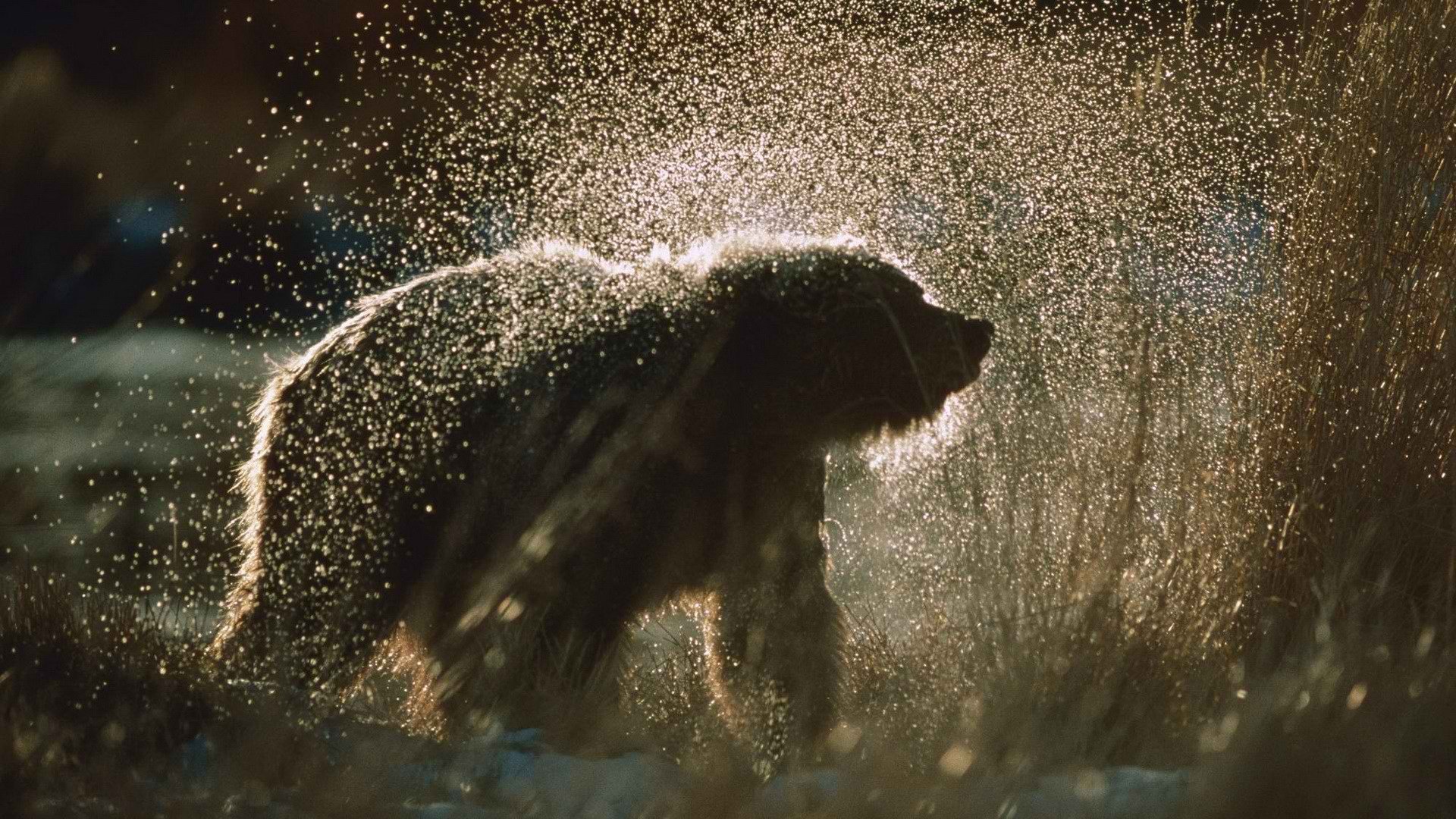 Free Bear high quality background ID:352650 for 1080p computer