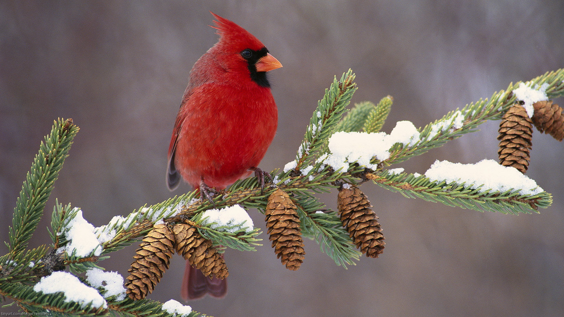Free download Cardinal wallpaper ID:24691 1080p for PC