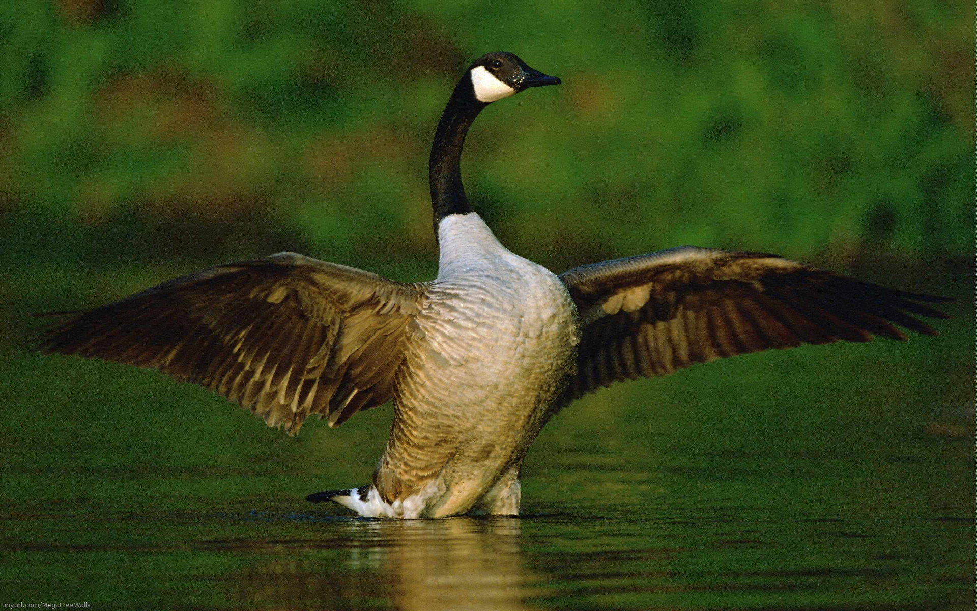 Download hd 1920x1200 Goose PC wallpaper ID:142383 for free