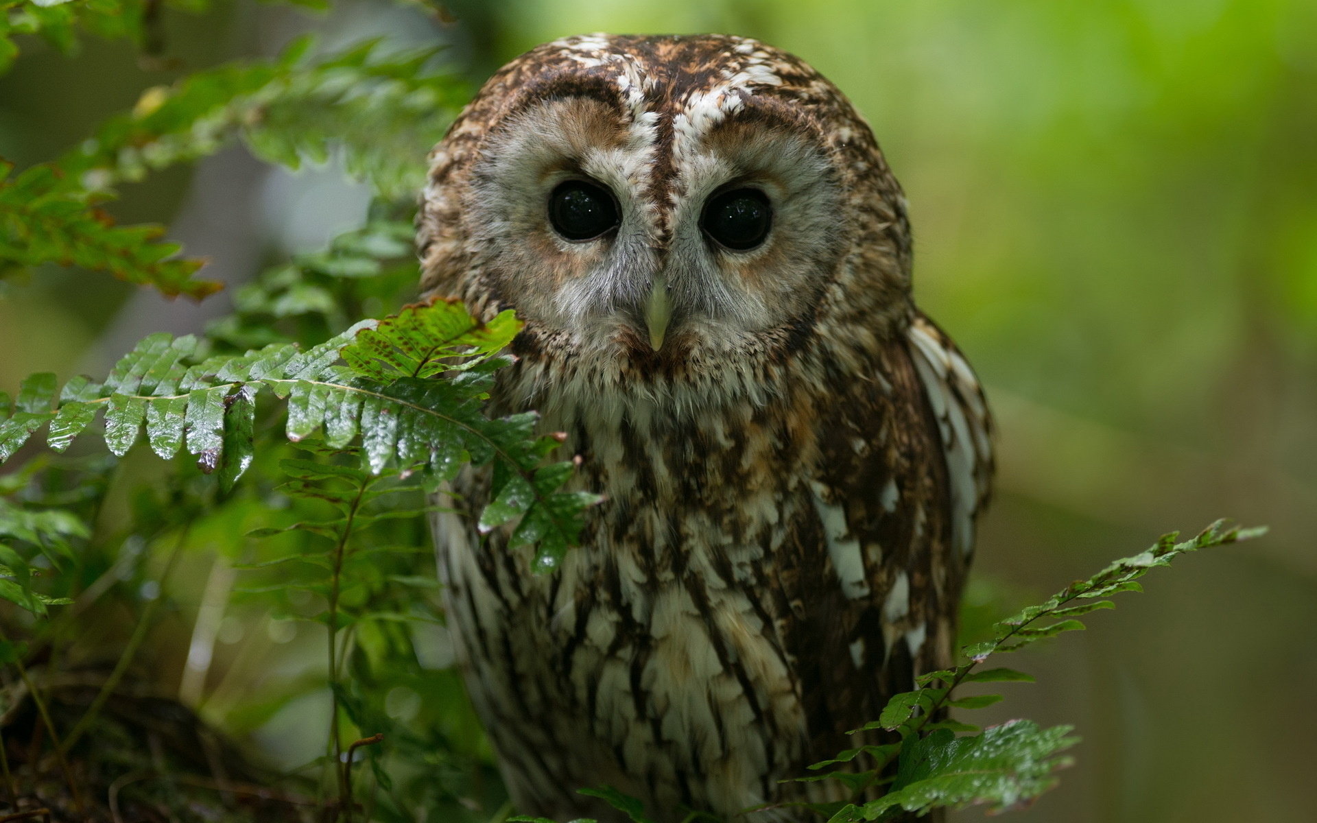 Free Owl high quality background ID:237479 for hd 1920x1200 PC