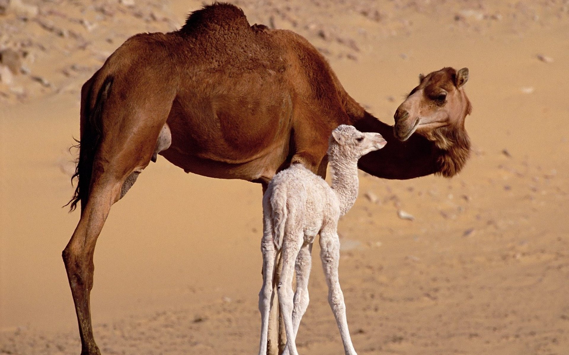 Free Camel high quality wallpaper ID:123422 for hd 1920x1200 PC