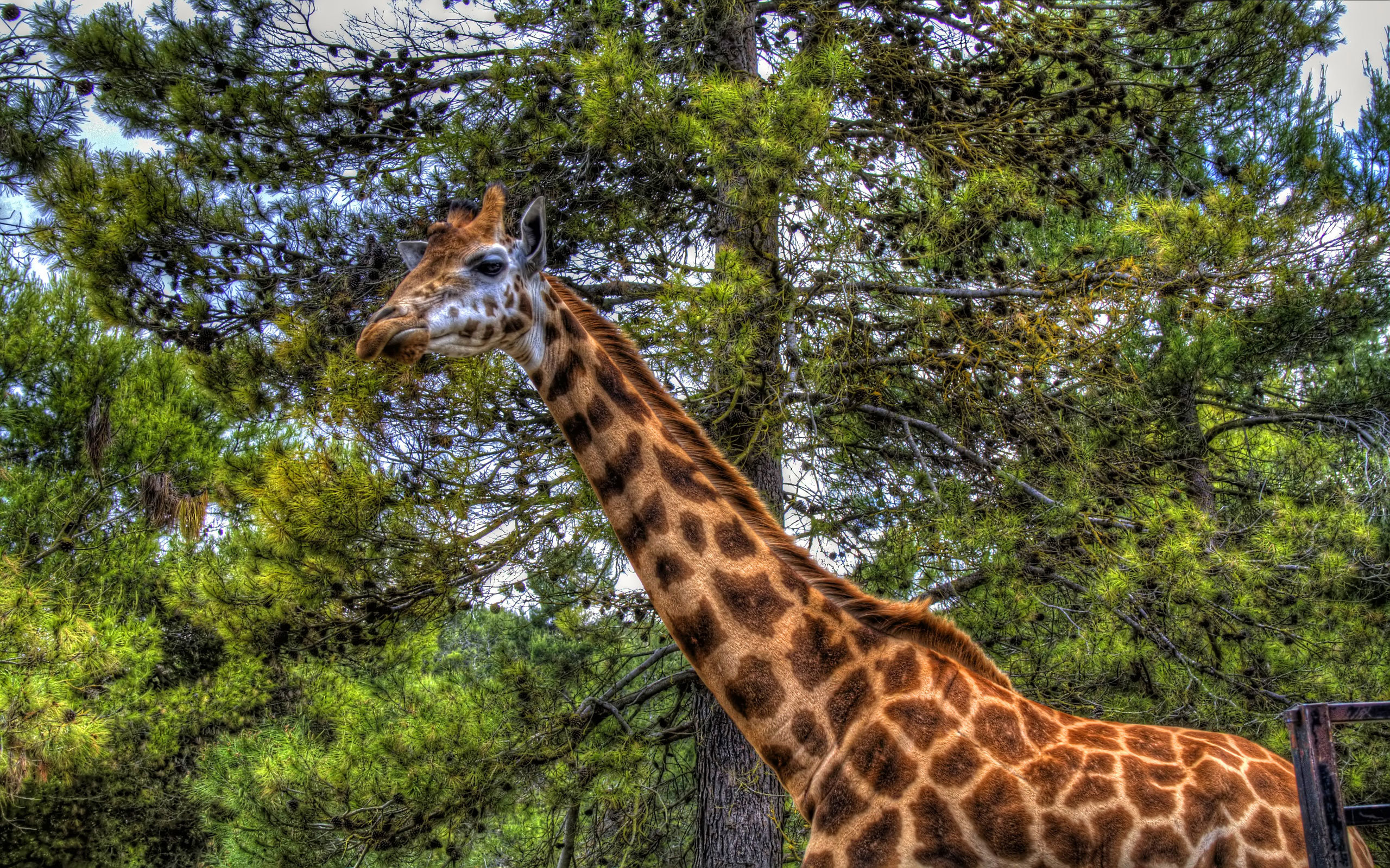 Awesome Giraffe free background ID:332501 for hd 2560x1600 desktop
