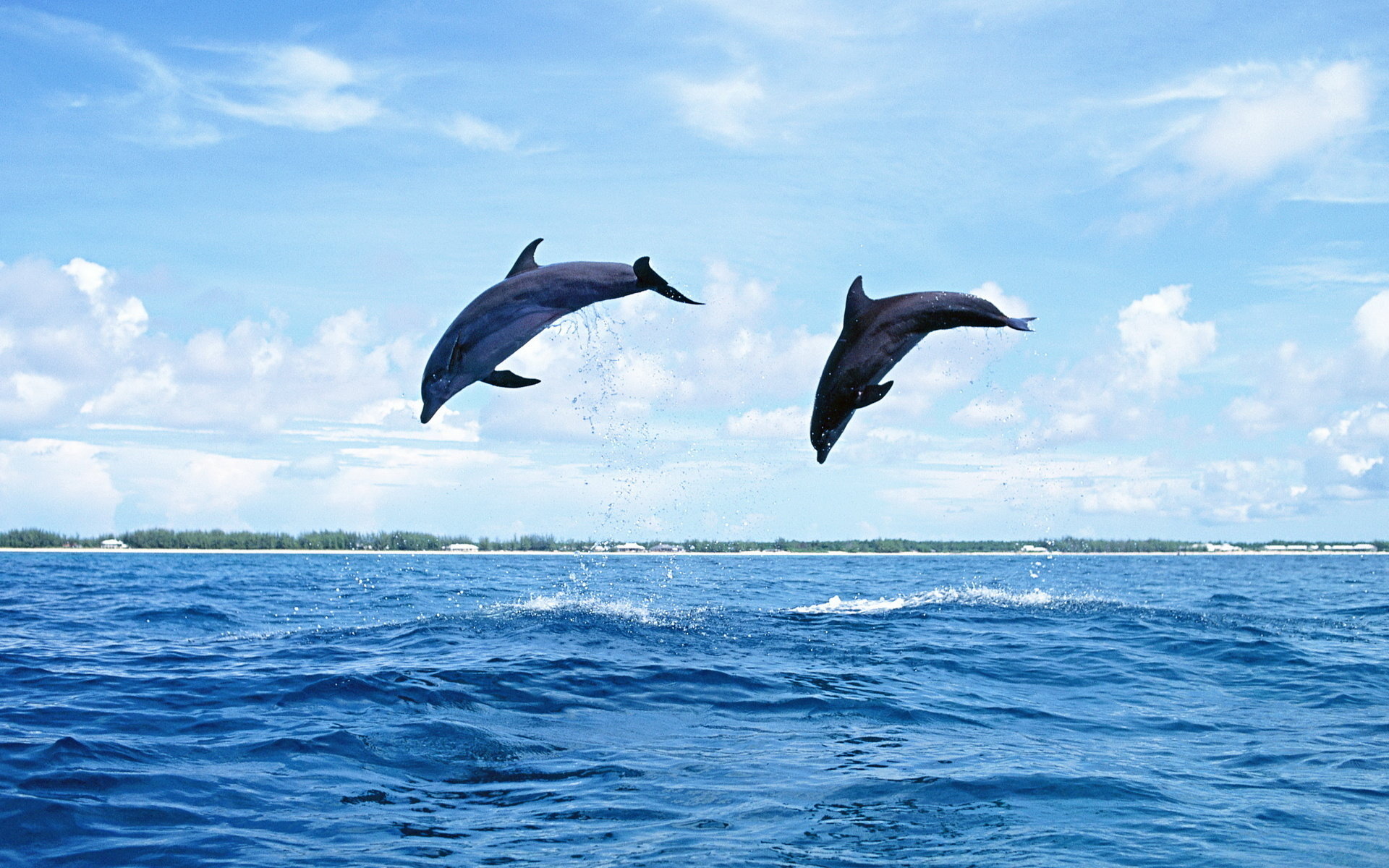 Awesome Dolphin free wallpaper ID:248432 for hd 1920x1200 desktop