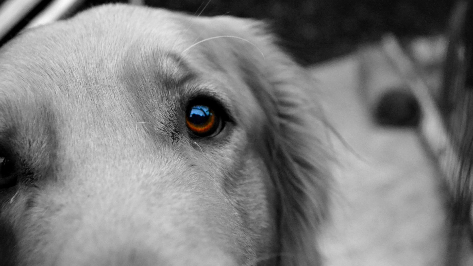 Best Dog wallpaper ID:309950 for High Resolution hd 1920x1080 PC