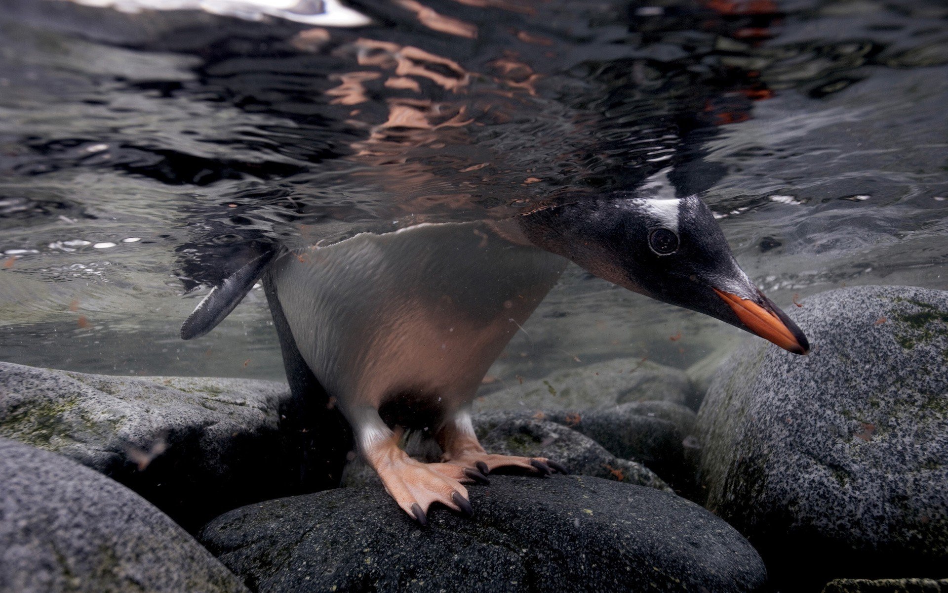 High resolution Penguin hd 1920x1200 background ID:149344 for PC