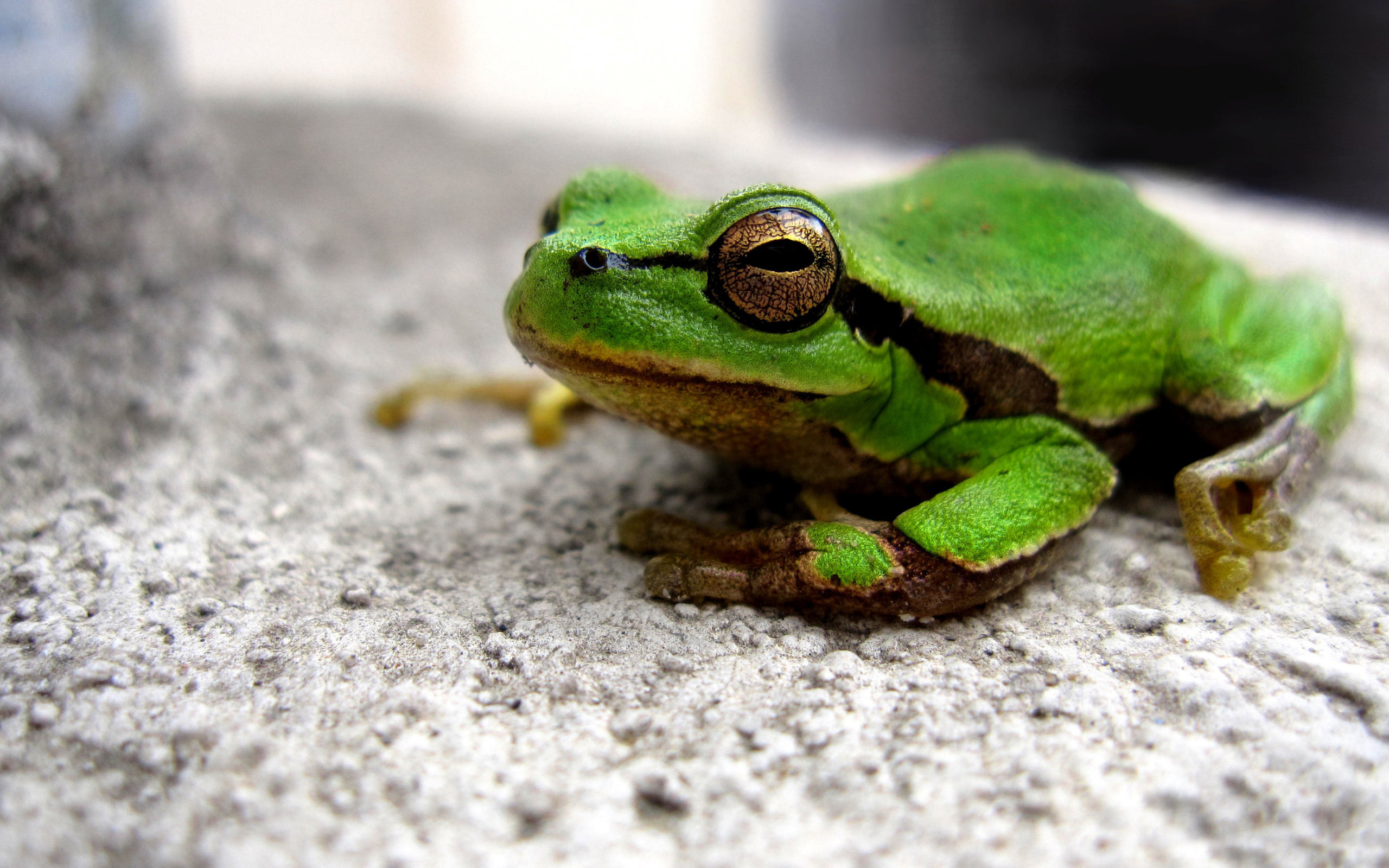 Best Frog background ID:328903 for High Resolution hd 2560x1600 computer