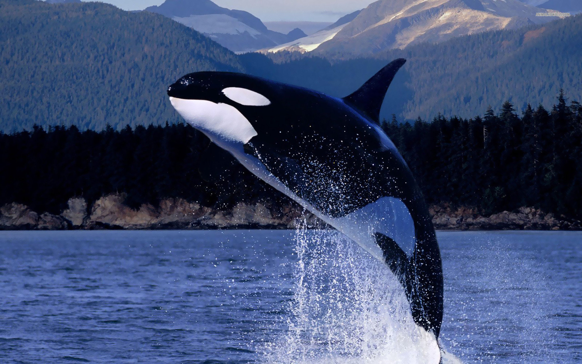 Free download Killer Whale wallpaper ID:463300 hd 1920x1200 for PC