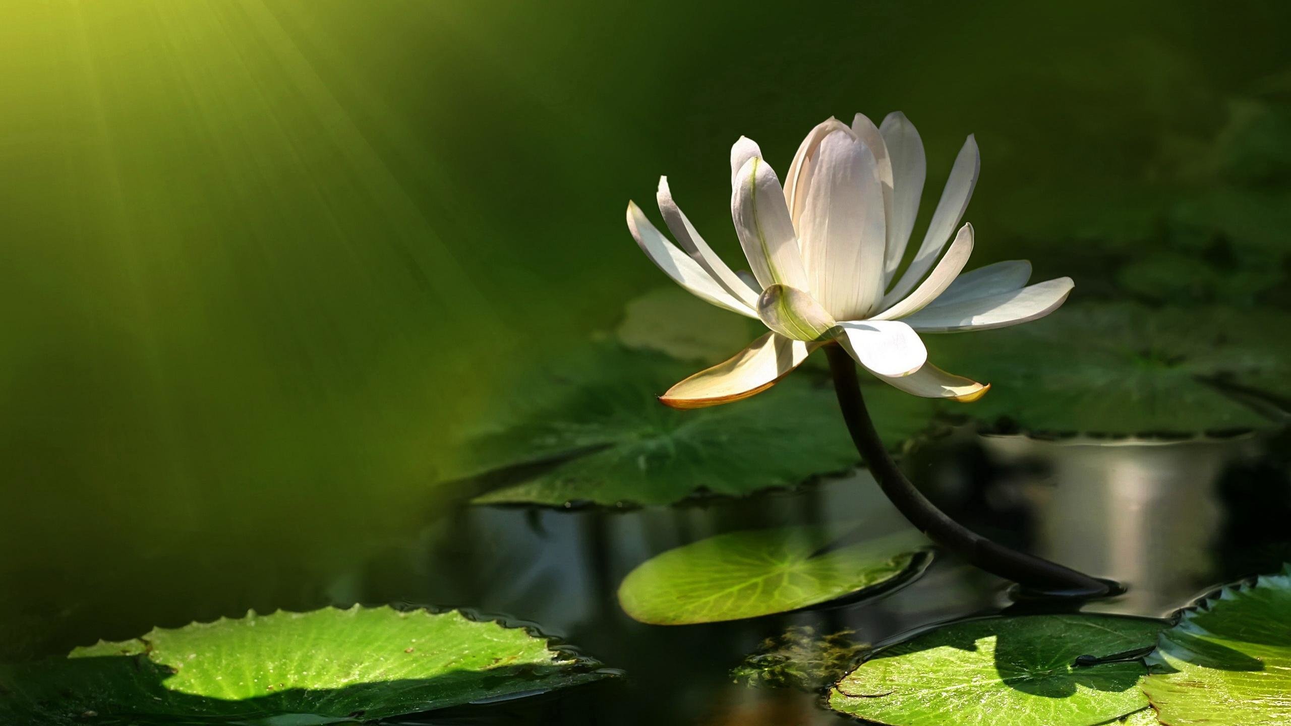 High resolution Water Lily hd 2560x1440 background ID:366195 for desktop