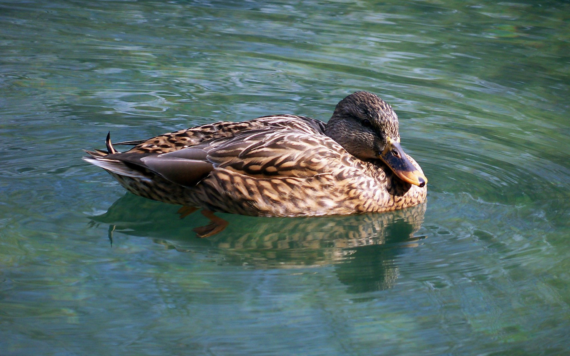 High resolution Duck hd 1920x1200 background ID:290255 for computer