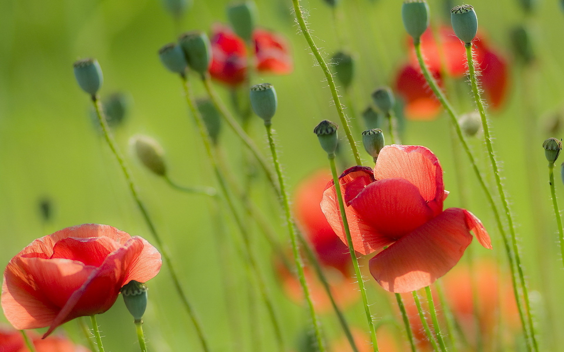High resolution Poppy hd 1920x1200 wallpaper ID:99733 for computer