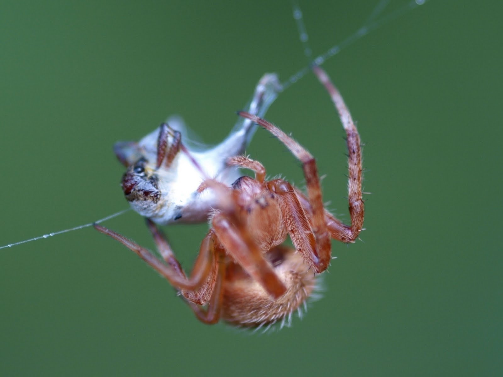 Free Spider high quality background ID:22437 for hd 1600x1200 desktop