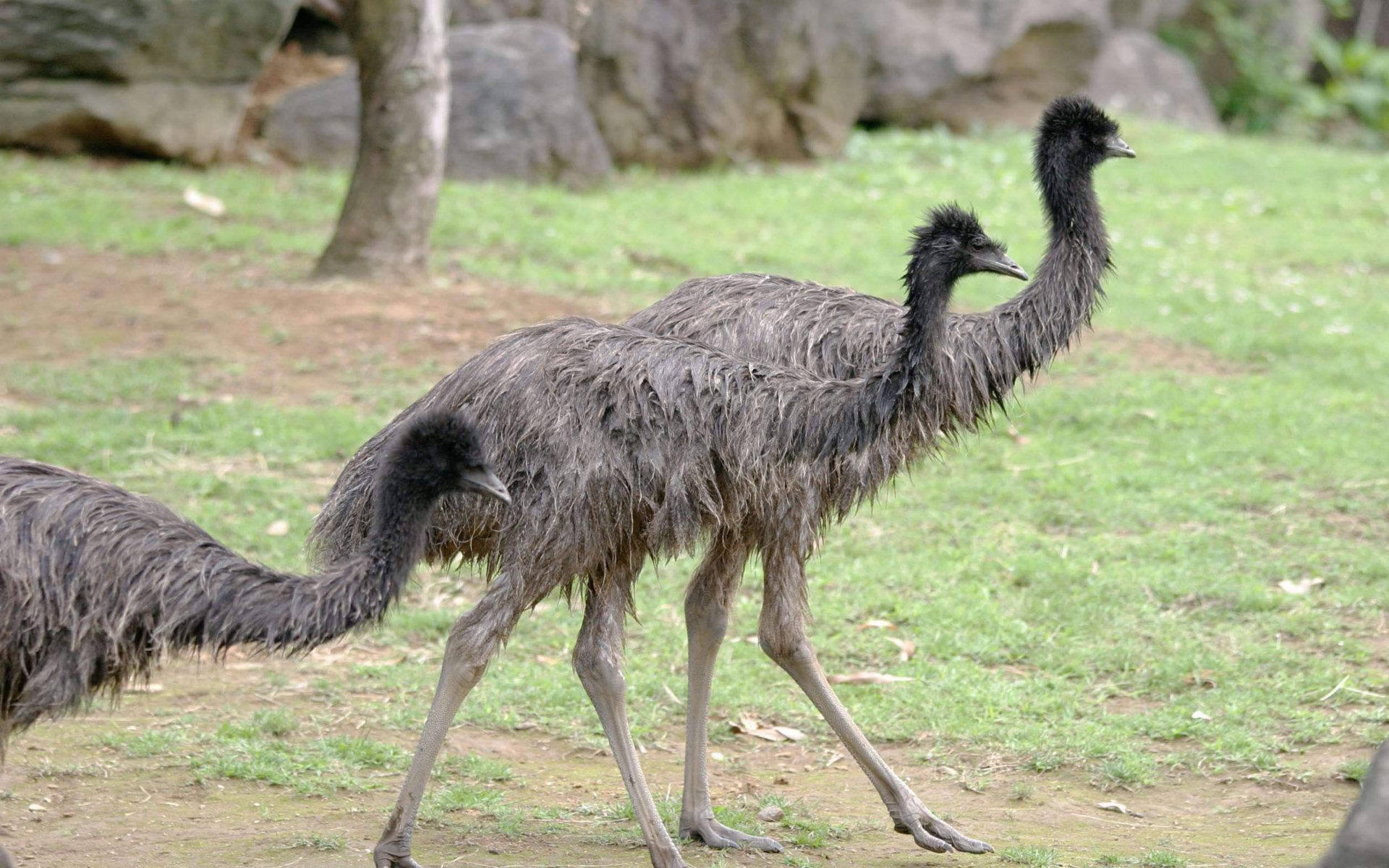 Awesome Emu free wallpaper ID:391634 for hd 1920x1200 PC