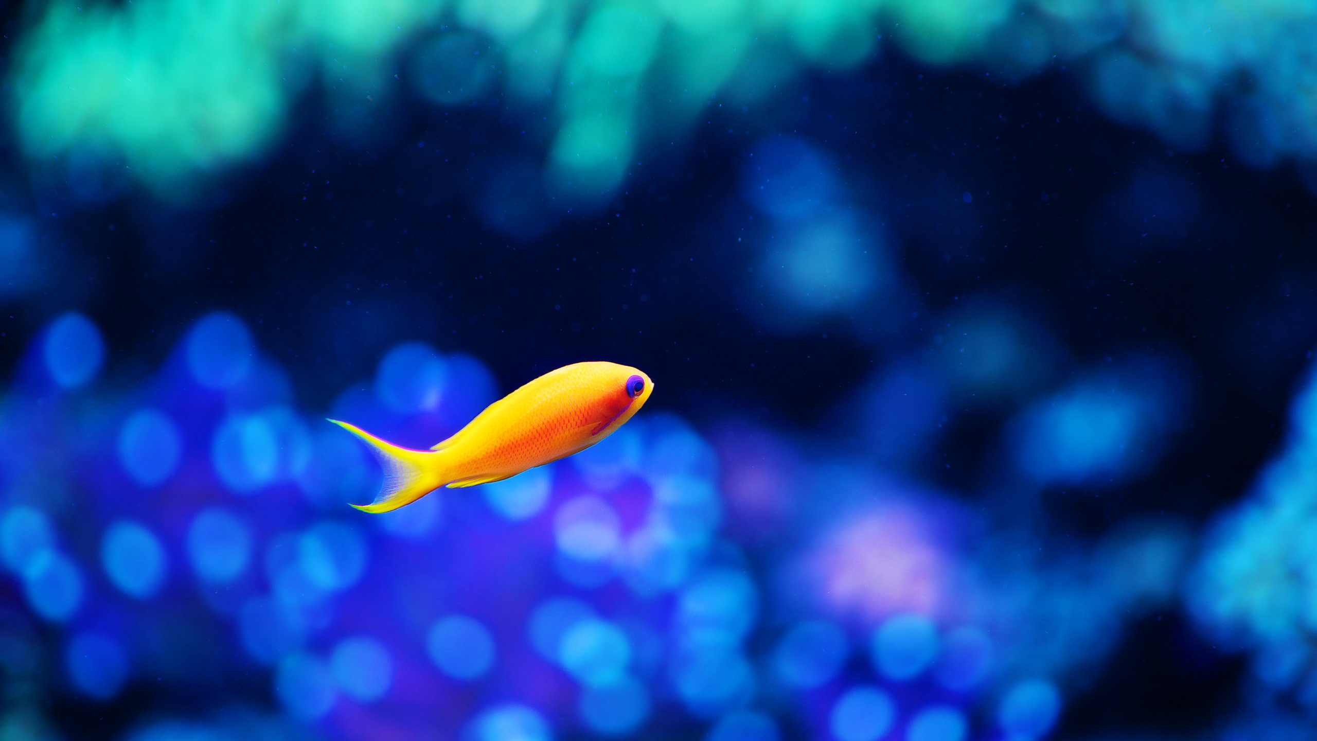 Free Fish high quality wallpaper ID:66431 for hd 2560x1440 computer