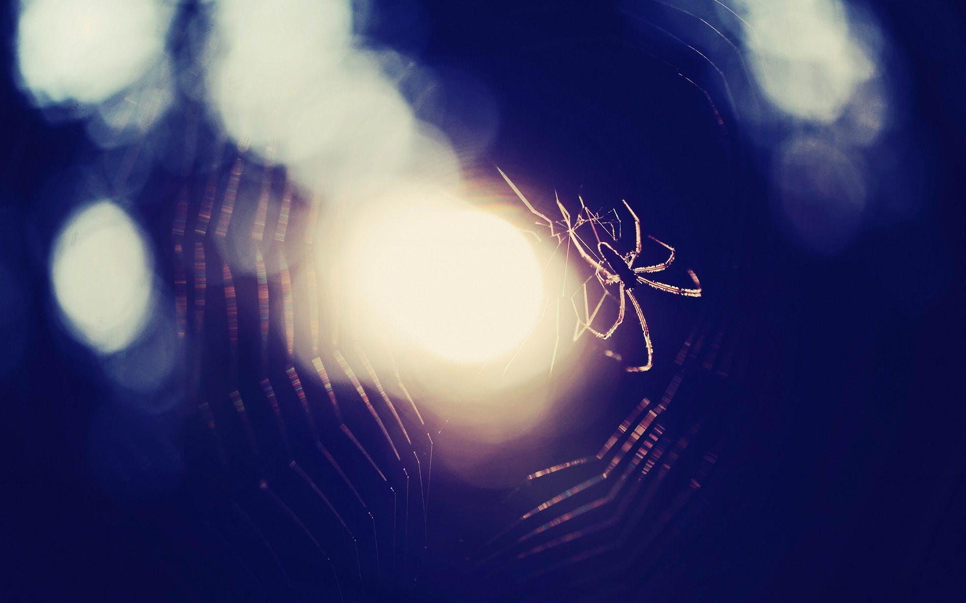 Awesome Spider Web free wallpaper ID:184823 for hd 1920x1200 computer