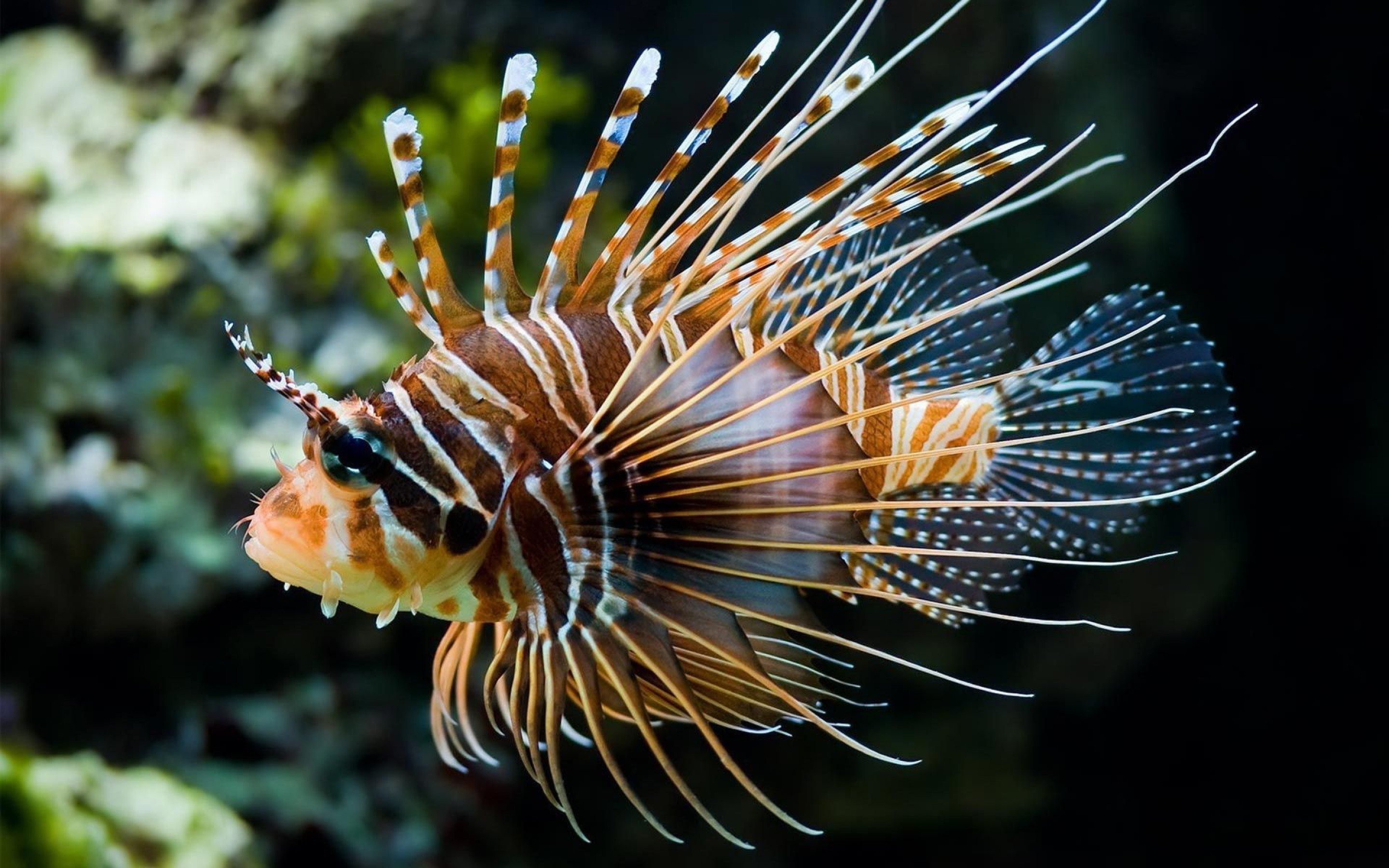 Download hd 2880x1800 Lionfish desktop background ID:438244 for free