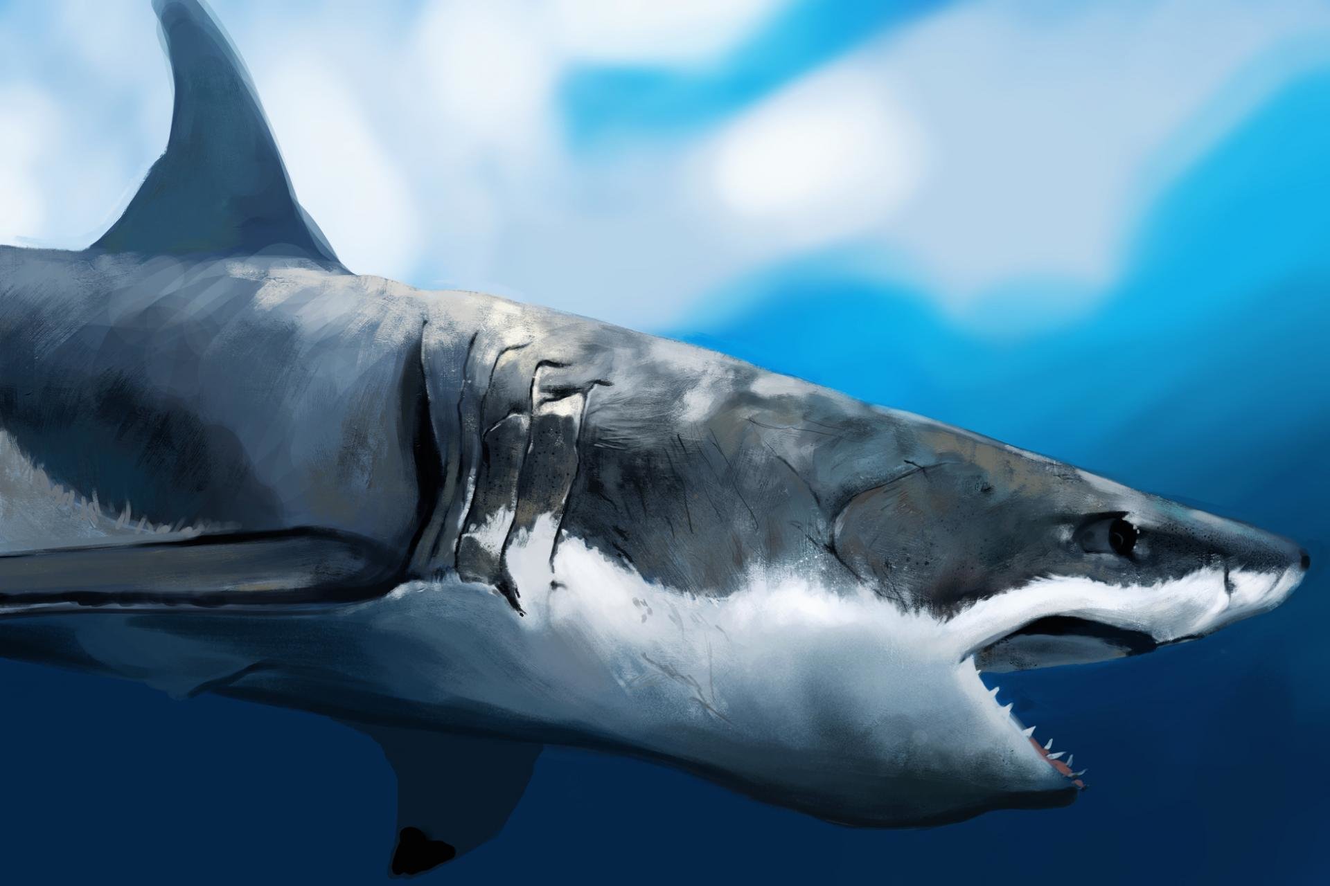 Free Shark high quality background ID:180615 for hd 1920x1280 computer