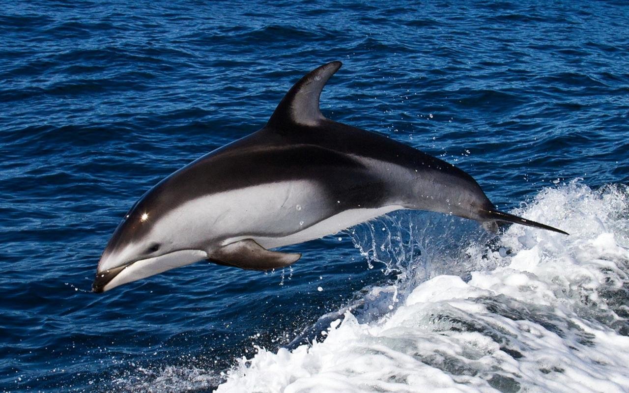 Awesome Dolphin free wallpaper ID:248431 for hd 1280x800 computer