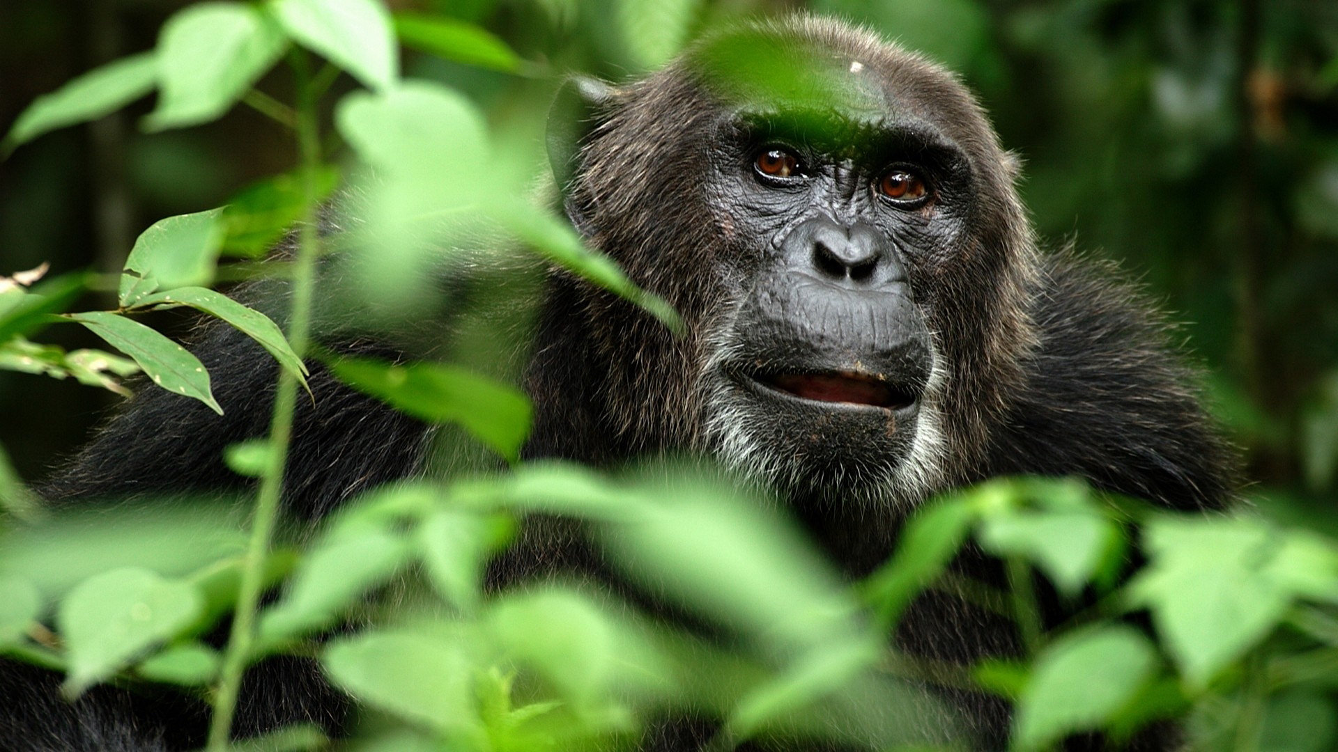 Awesome Monkey free background ID:128039 for hd 1920x1080 PC