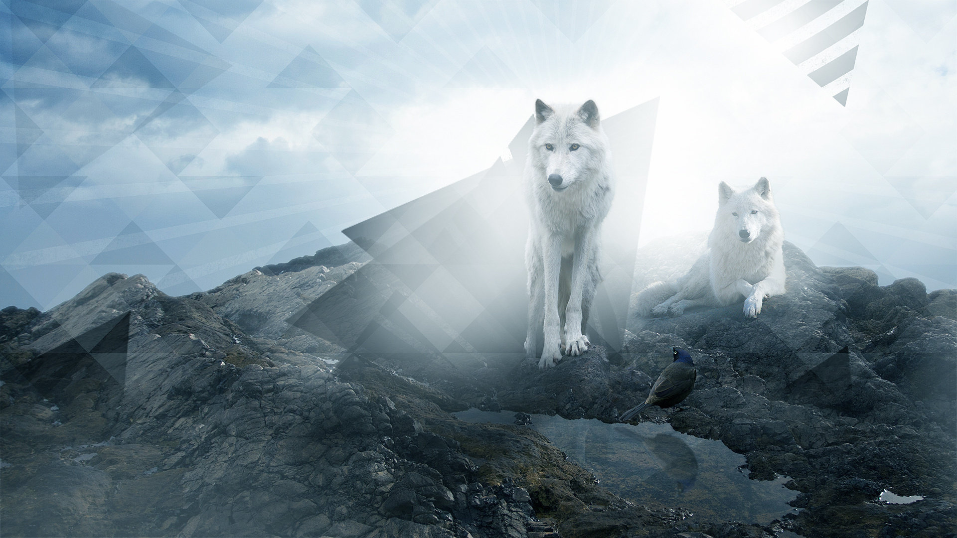 Awesome Wolf free wallpaper ID:117916 for hd 1920x1080 PC