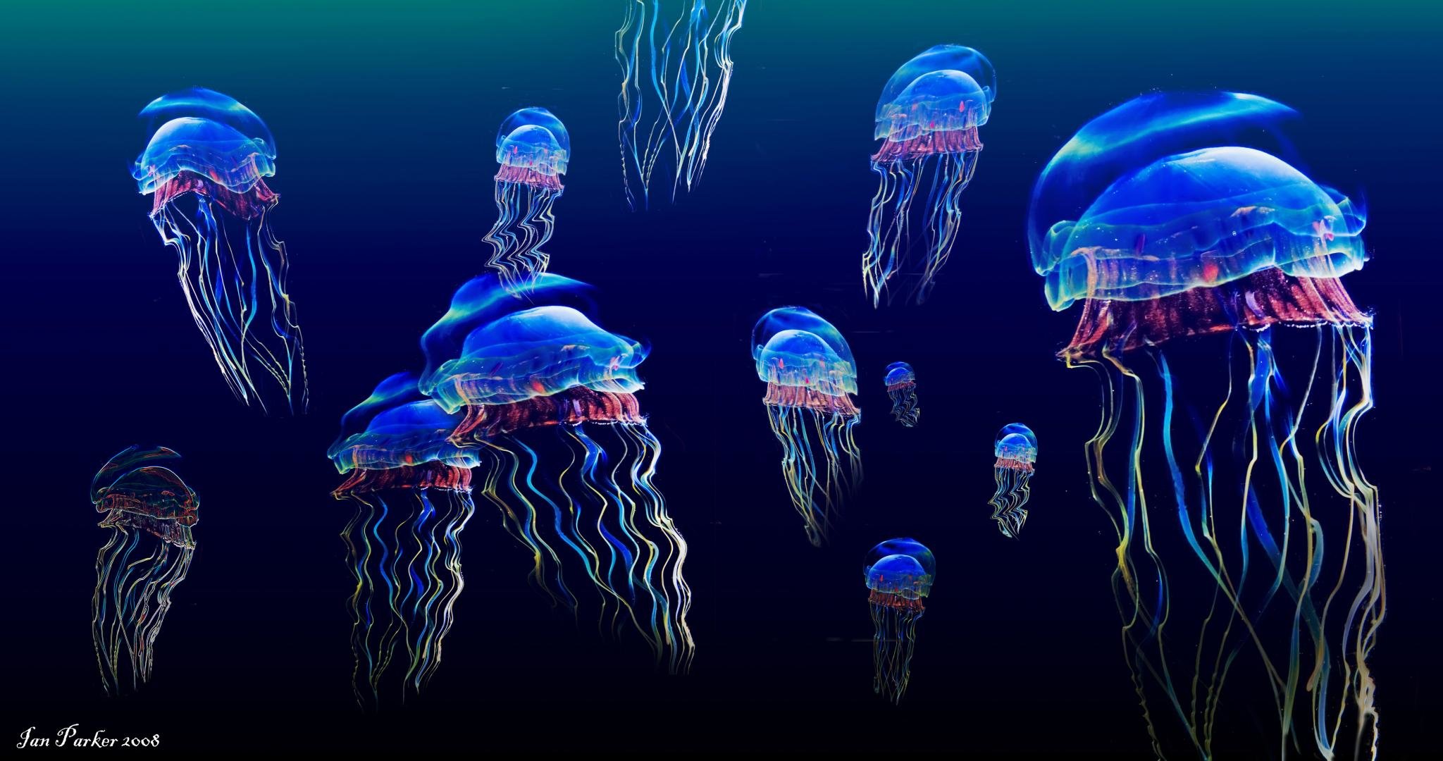 Best Jellyfish wallpaper ID:199651 for High Resolution hd 2048x1080 PC