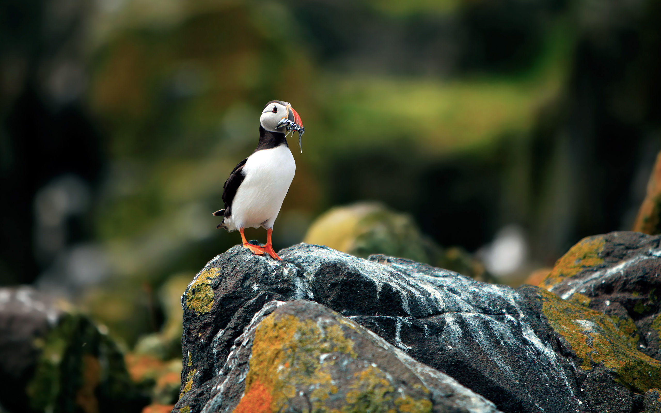 Download hd 2560x1600 Puffin computer background ID:193158 for free