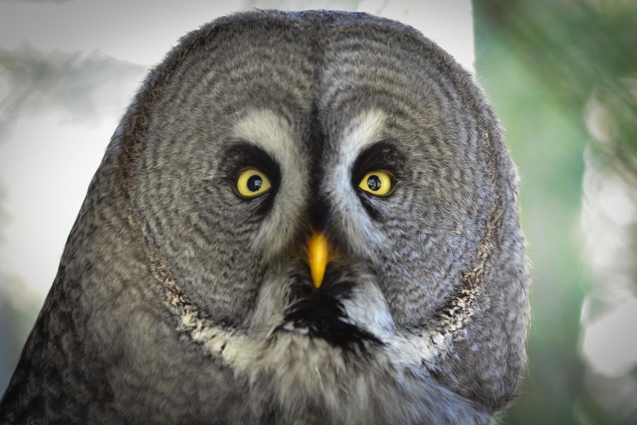 Best Great Grey Owl background ID:235125 for High Resolution hd 1280x854 desktop