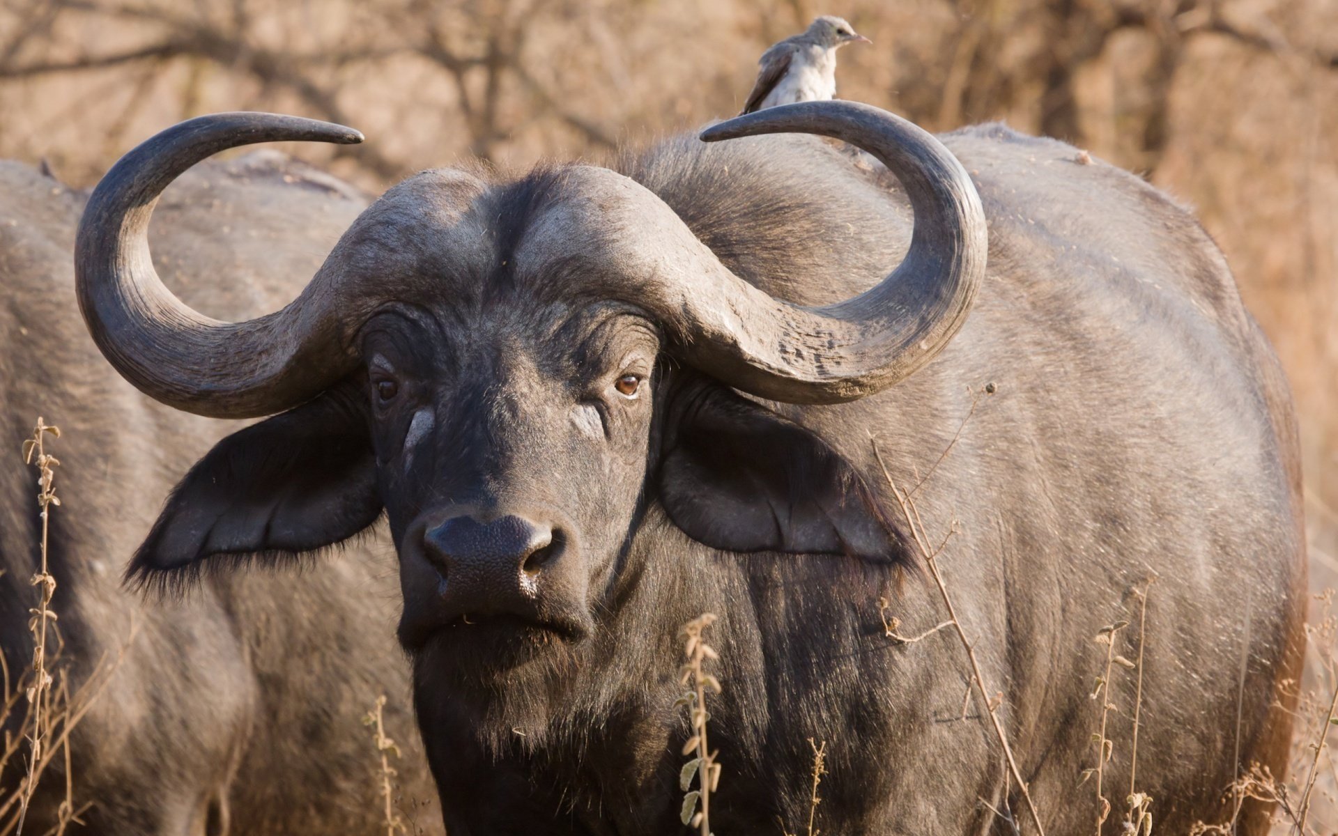 Download hd 1920x1200 African Buffalo desktop background ID:407601 for free