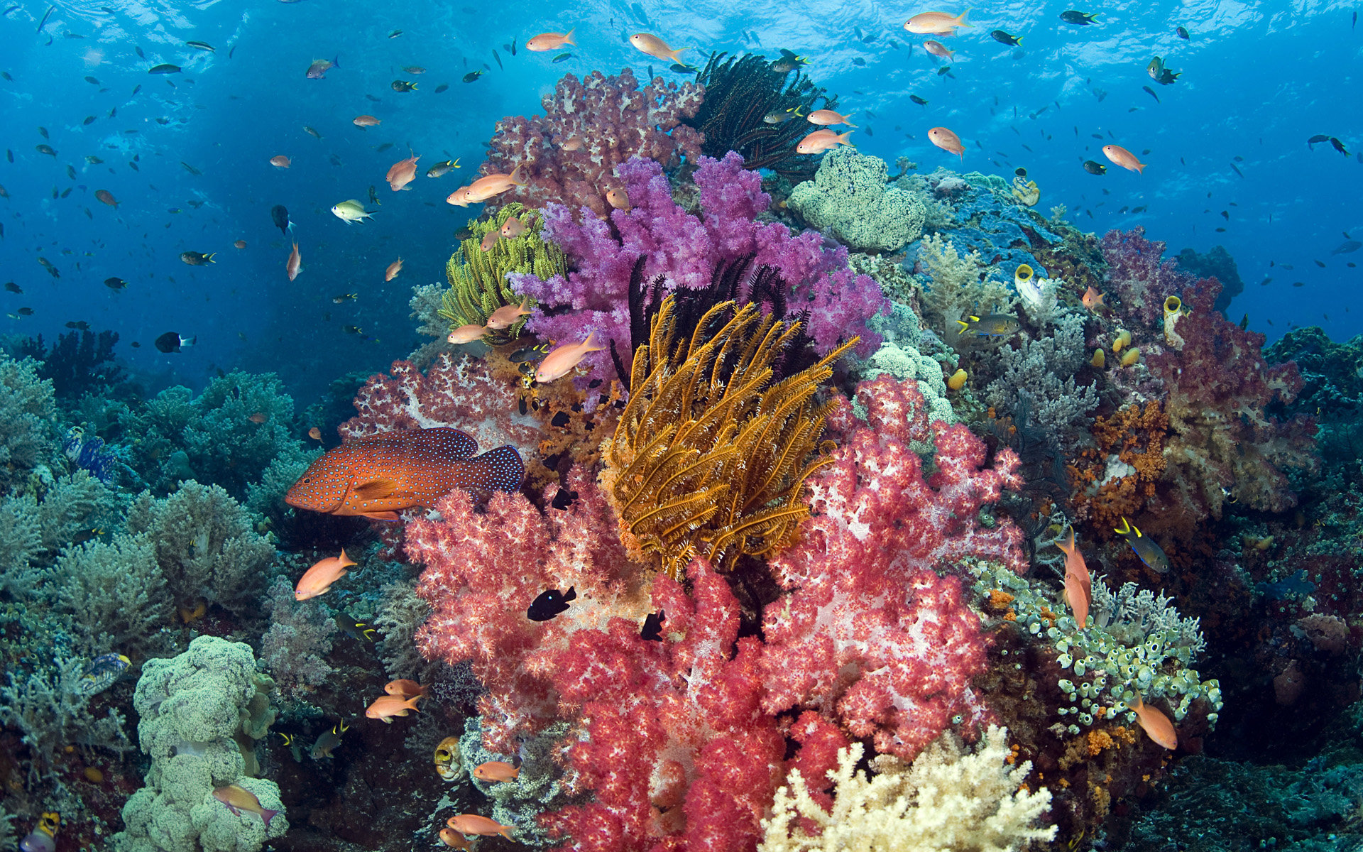 Free download Coral reef wallpaper ID:163844 hd 1920x1200 for desktop