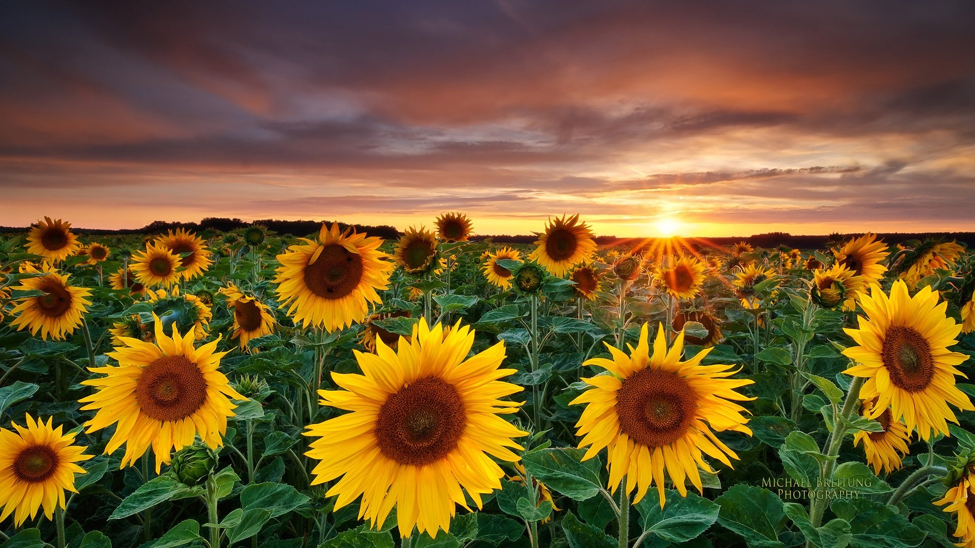 Free Sunflower high quality wallpaper ID:226271 for 1080p computer