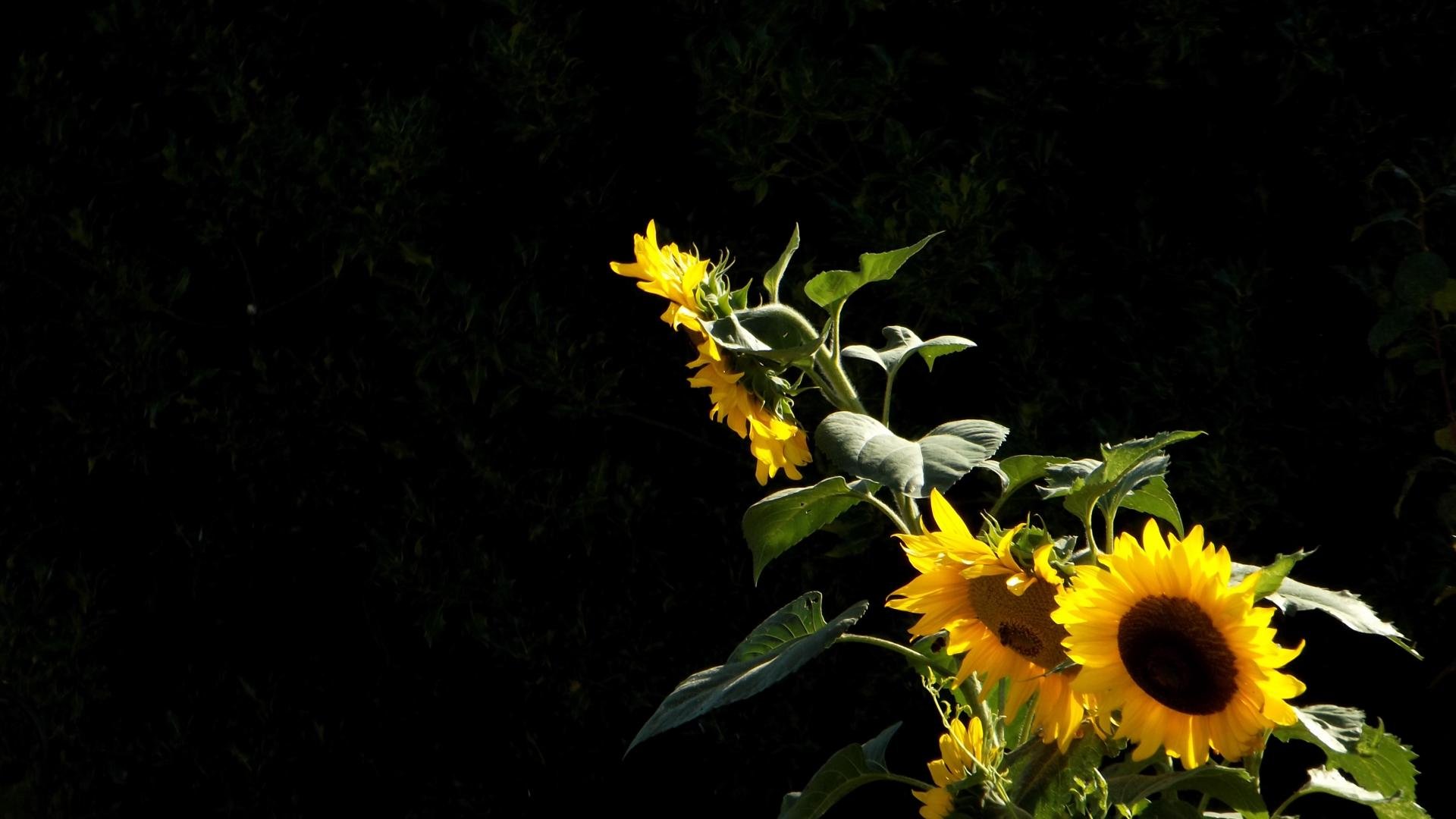 Free Sunflower high quality wallpaper ID:226284 for full hd PC