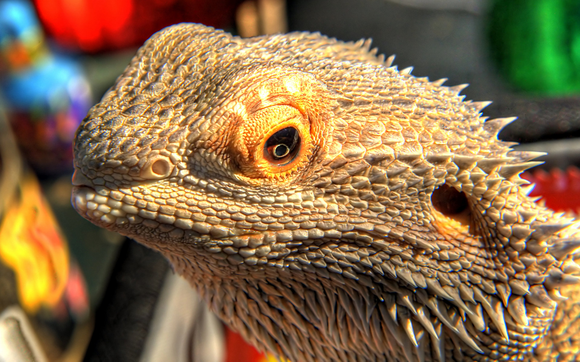 Awesome Lizard free wallpaper ID:444037 for hd 1920x1200 PC