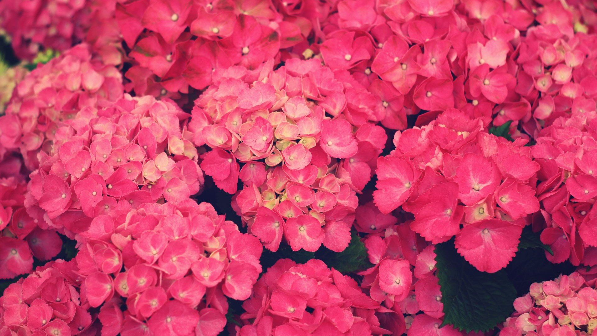 High resolution Hydrangea full hd 1080p background ID:282310 for PC