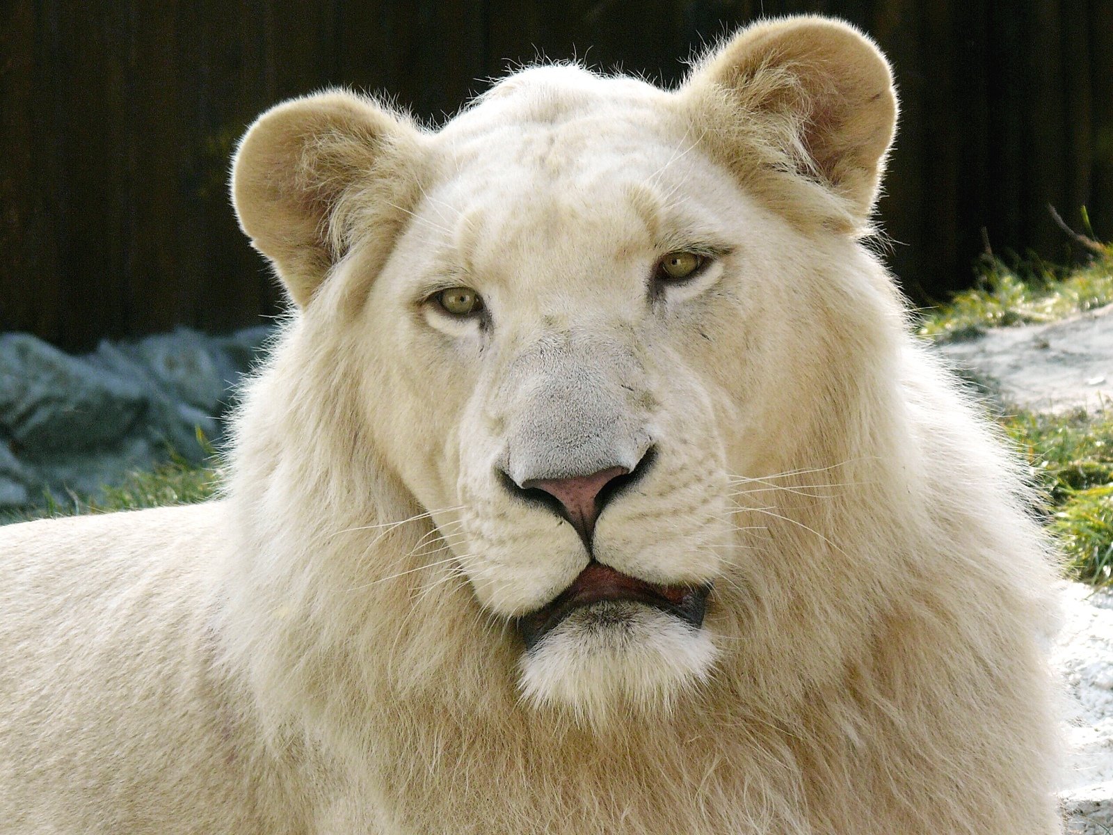 Awesome White Lion free background ID:237709 for hd 1600x1200 desktop
