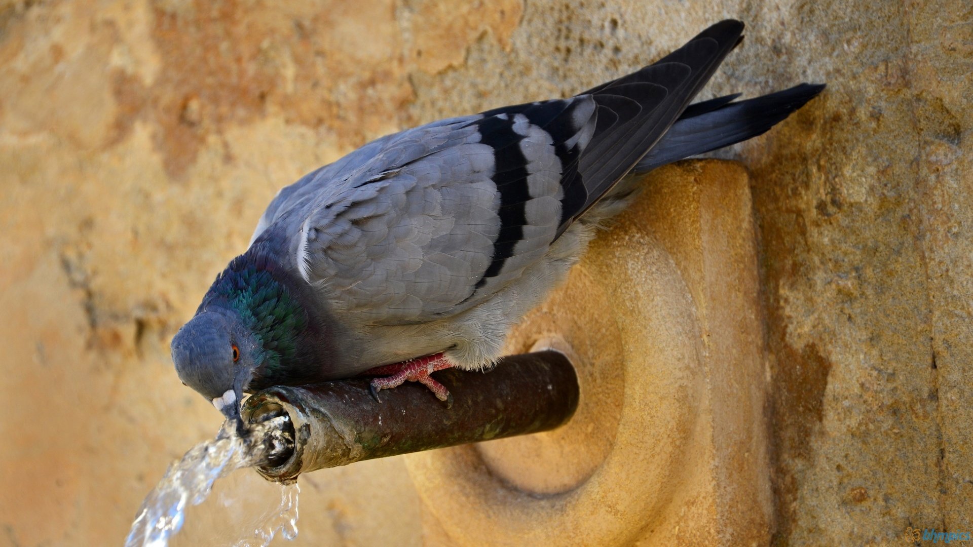 Awesome Pigeon free background ID:212310 for 1080p desktop