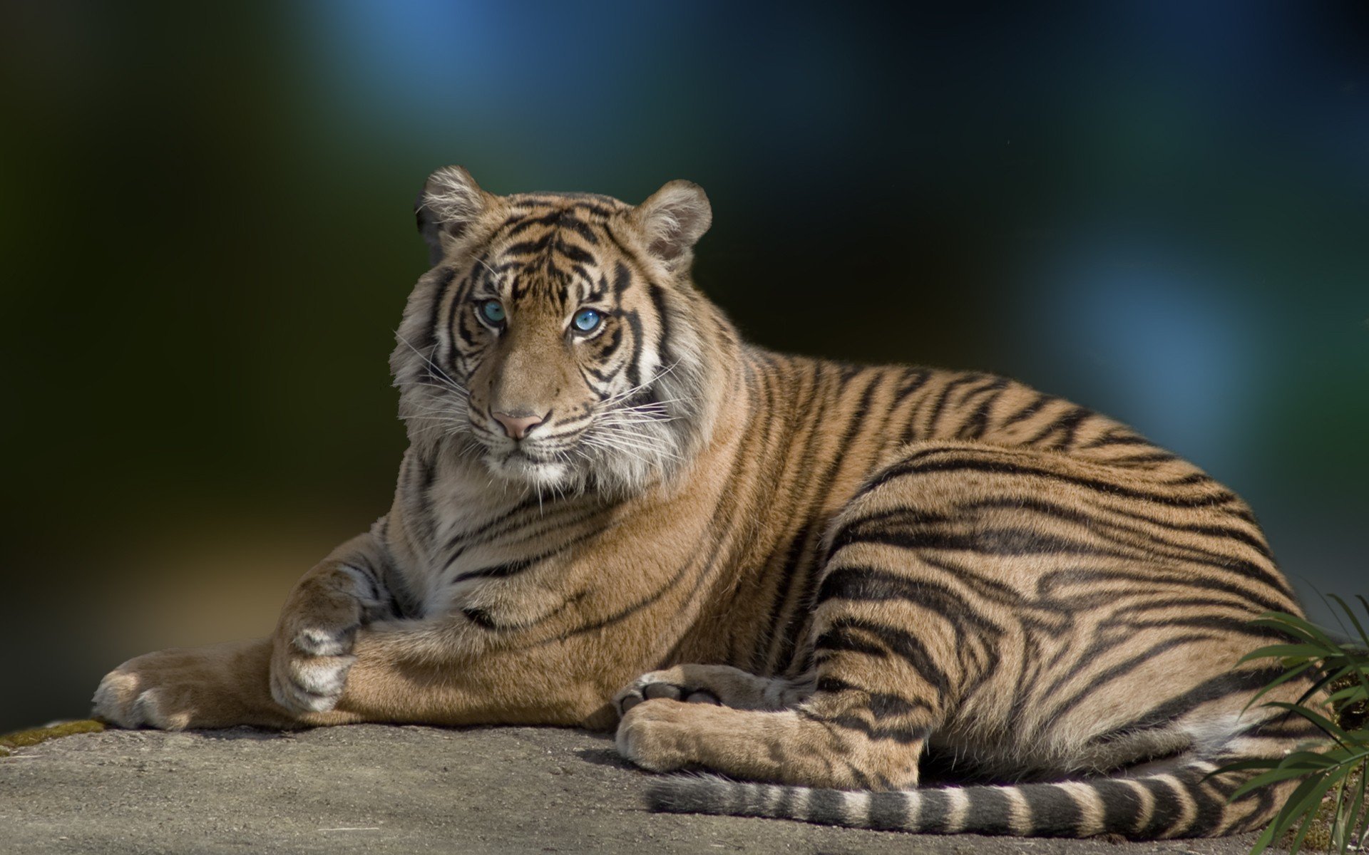Awesome Tiger free wallpaper ID:115609 for hd 1920x1200 computer