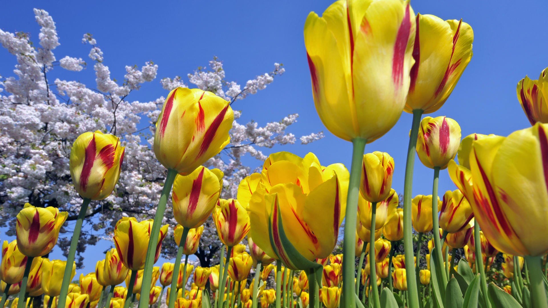 High resolution Tulip 1080p wallpaper ID:157316 for PC