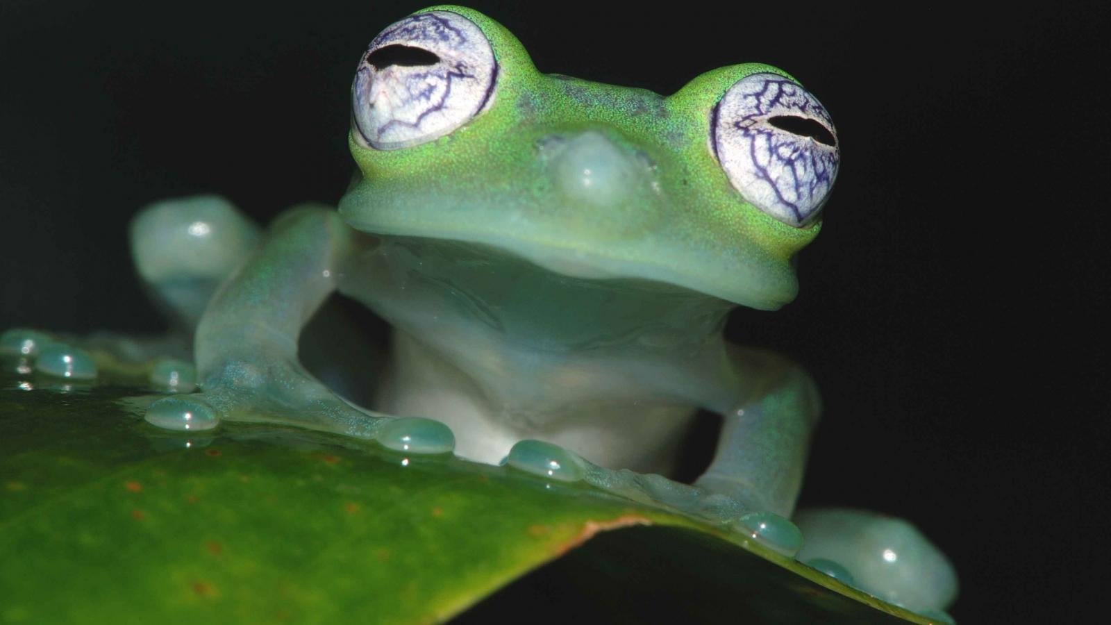 Best Frog background ID:328761 for High Resolution hd 1600x900 computer