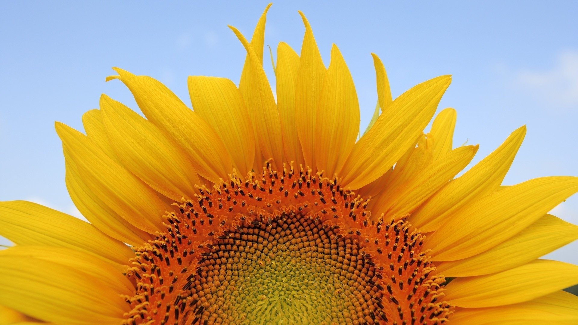 High resolution Sunflower 1080p wallpaper ID:226563 for PC
