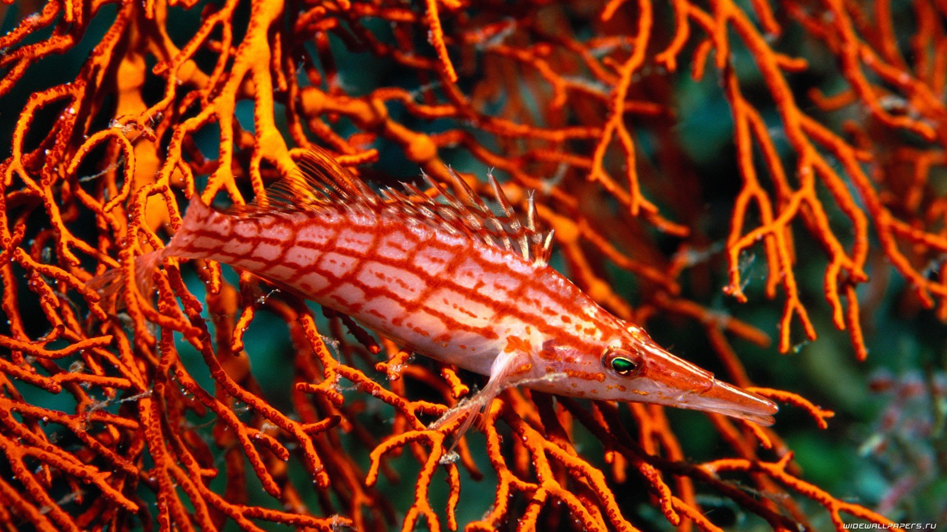 Download hd 1920x1080 Fish computer background ID:66426 for free