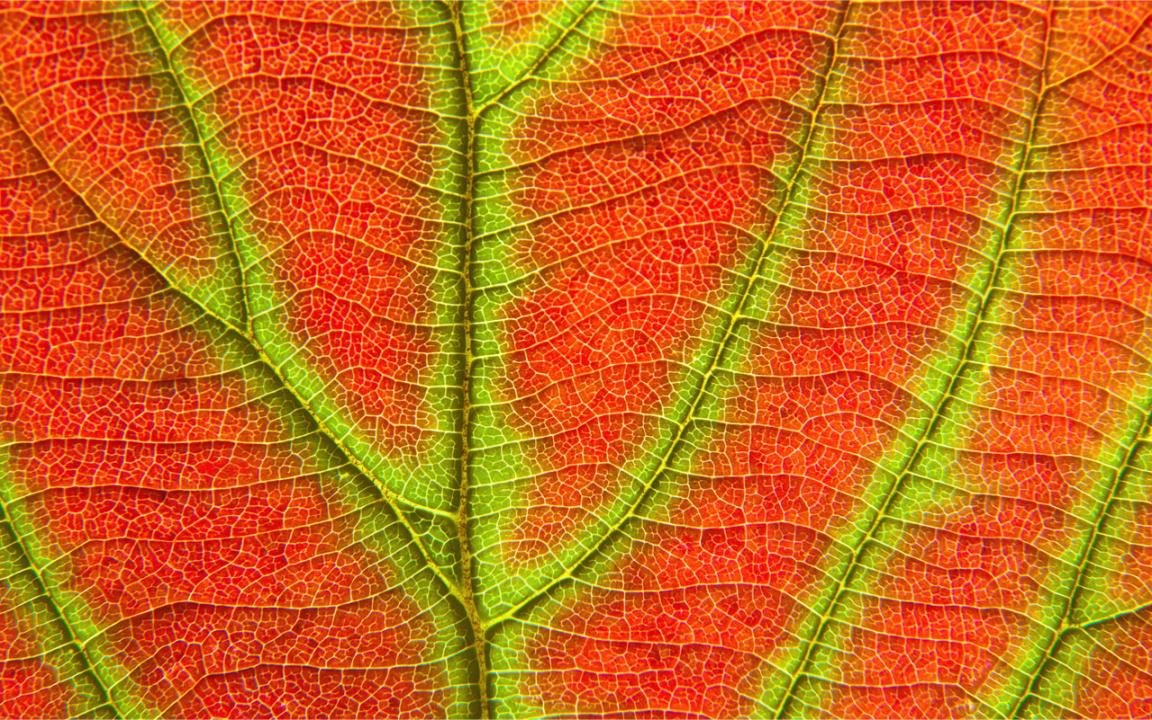 Free Leaf high quality wallpaper ID:361020 for hd 1152x720 computer