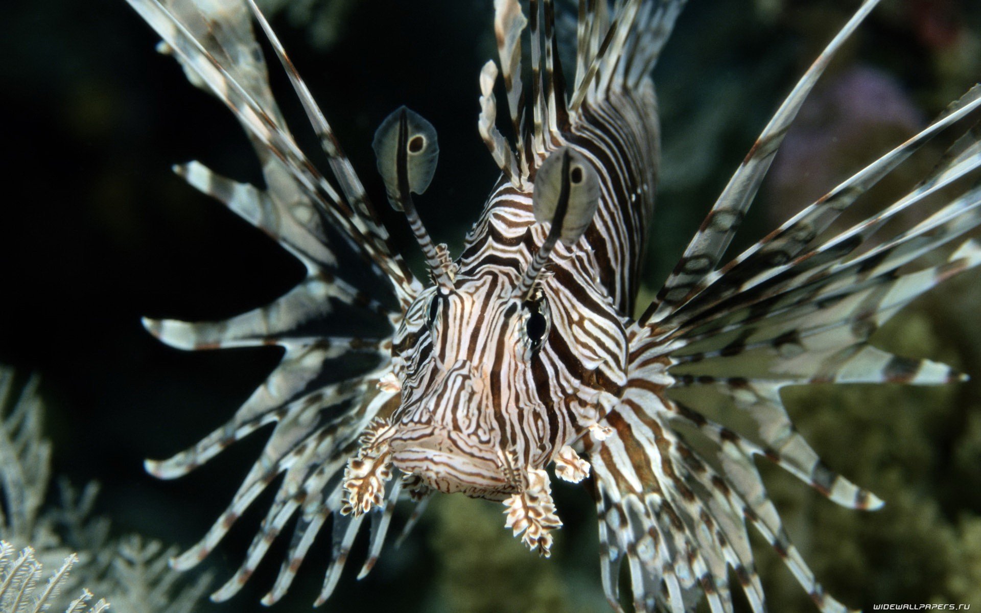 Awesome Lionfish free wallpaper ID:438227 for hd 1920x1200 computer