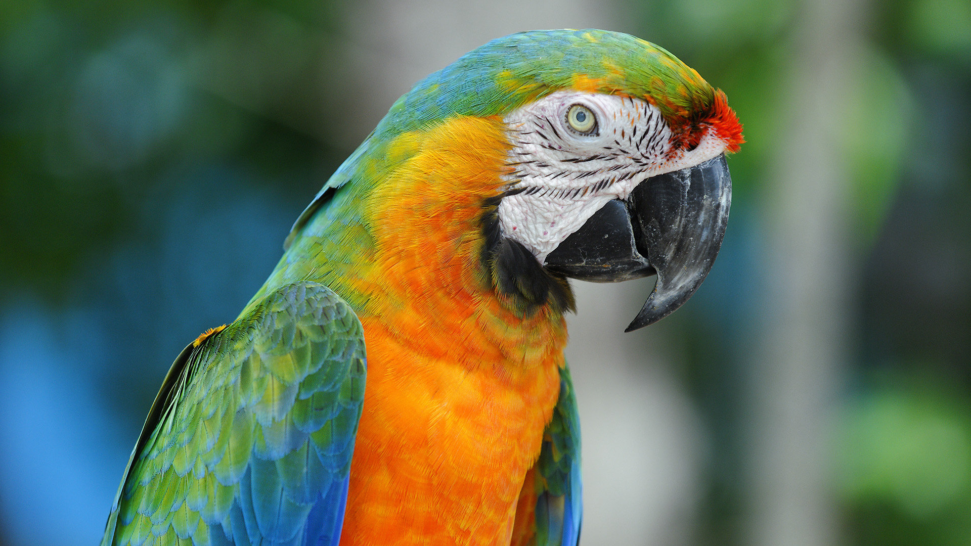Download full hd 1080p Macaw computer background ID:46469 for free