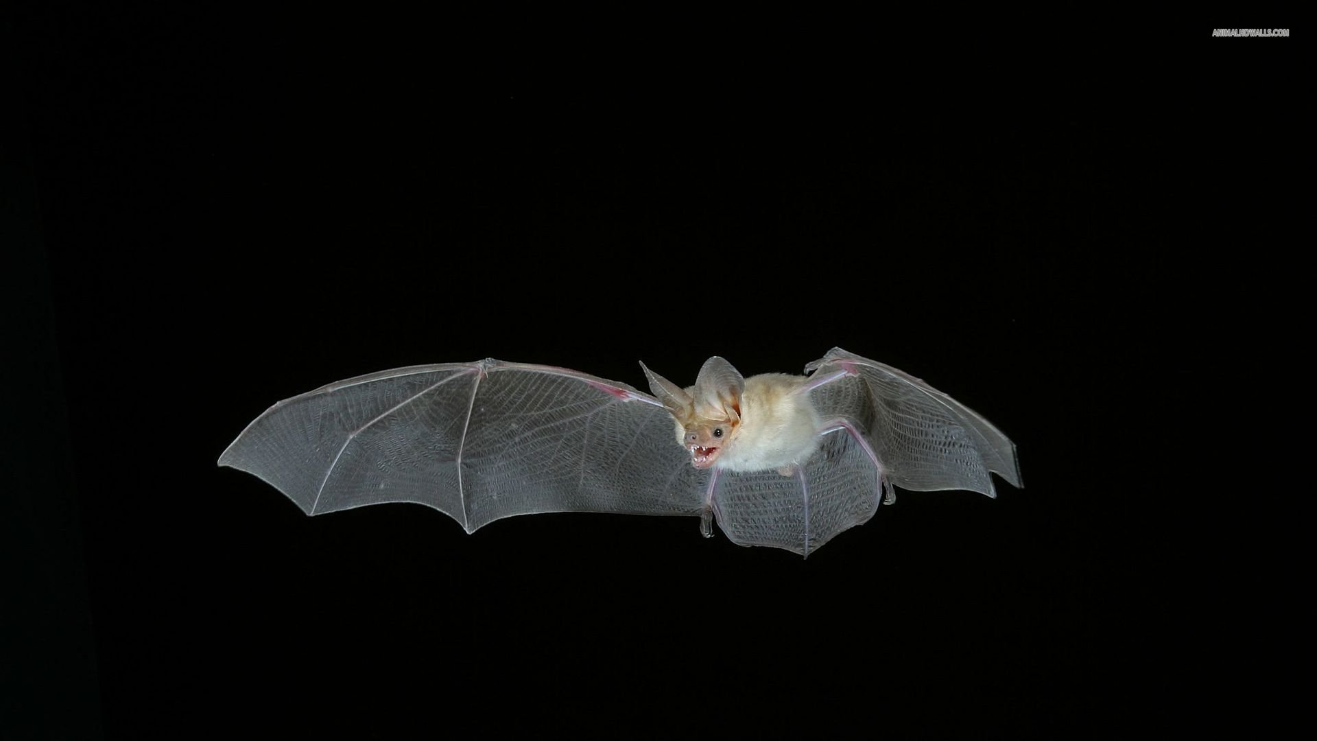 Free Bat high quality background ID:353114 for 1080p computer