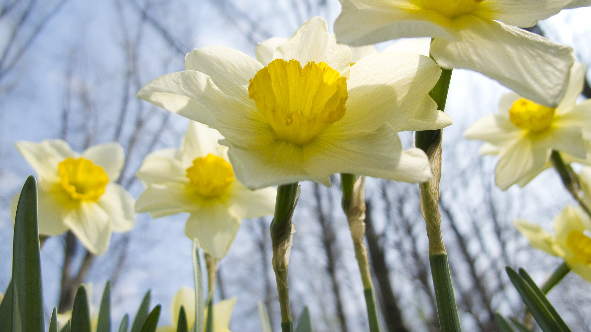Best Daffodil wallpaper ID:375647 for High Resolution 1080p desktop