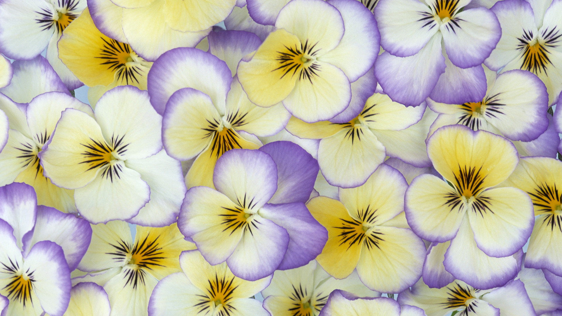 Free download Pansy wallpaper ID:163669 full hd for PC