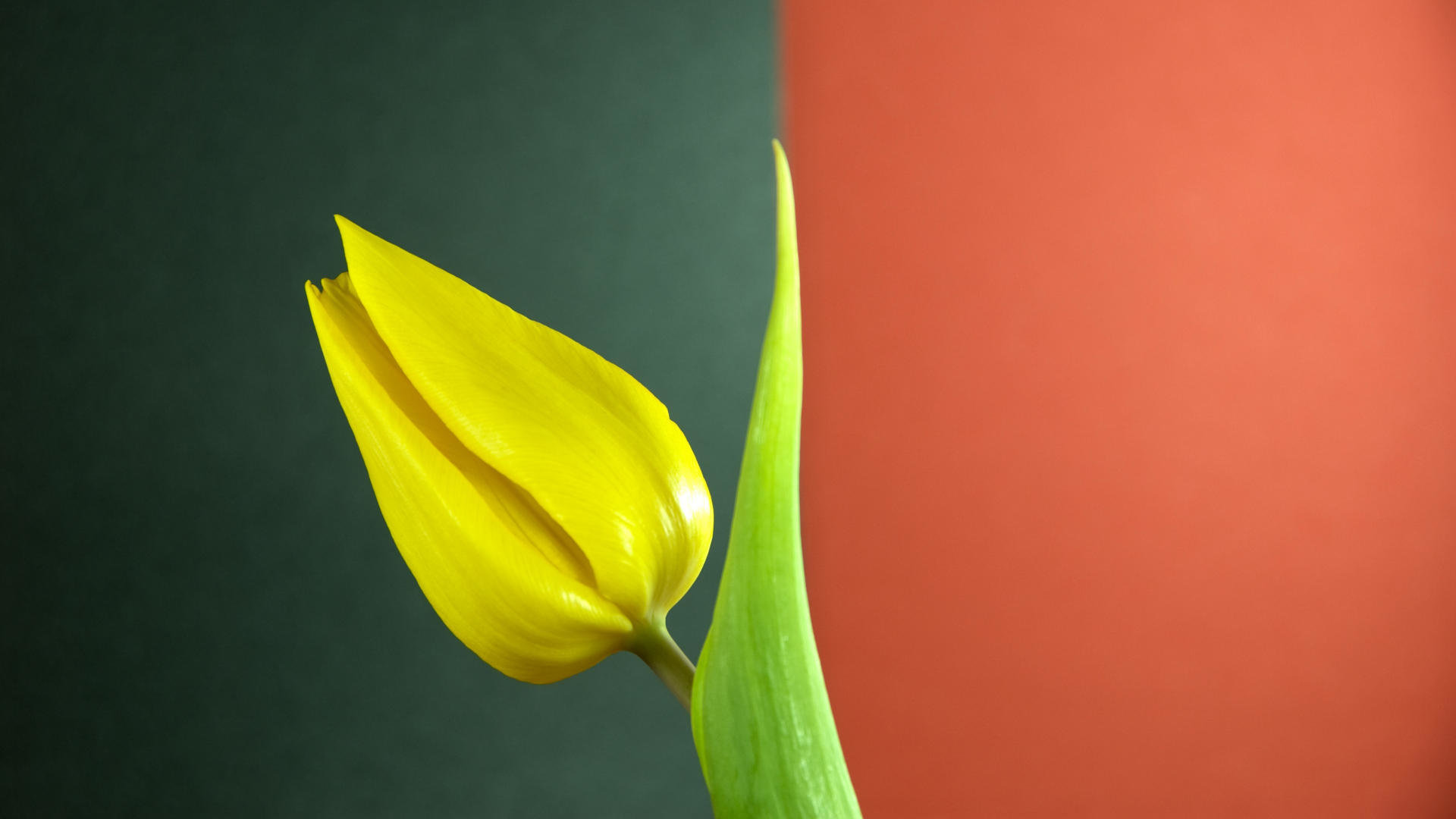 Download hd 1080p Tulip desktop background ID:157712 for free
