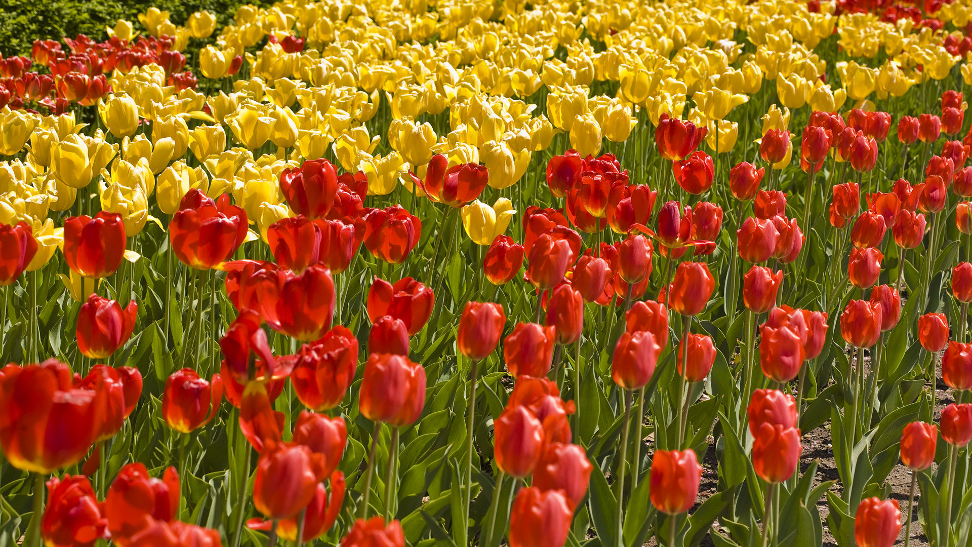 Awesome Tulip free wallpaper ID:157711 for hd 1920x1080 PC