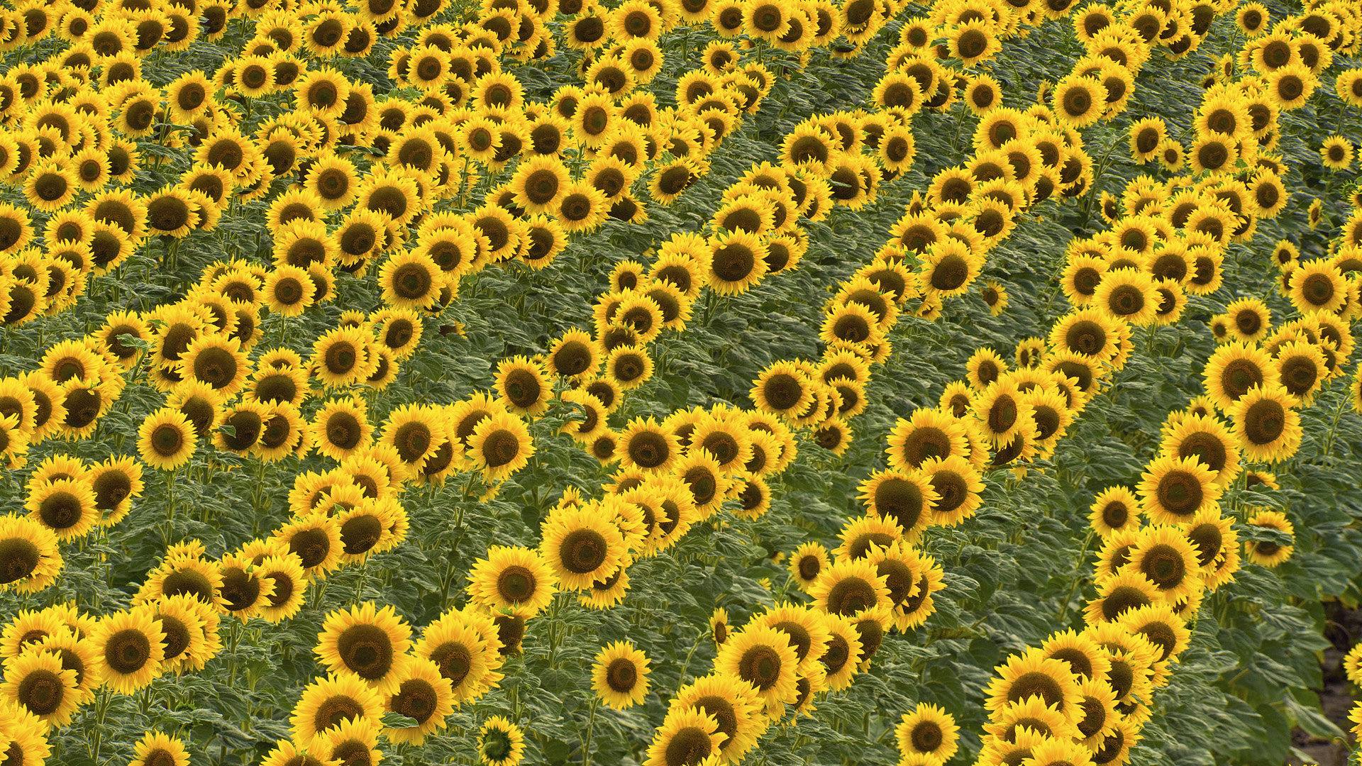 Free Sunflower high quality wallpaper ID:226561 for full hd 1080p desktop