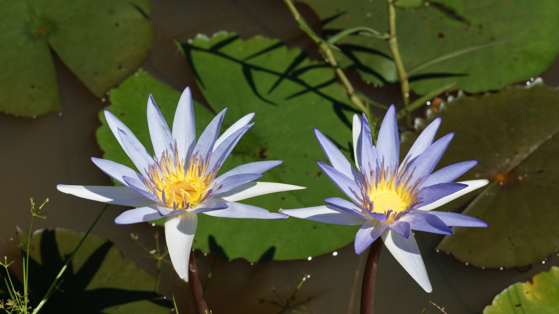 Awesome Water Lily free background ID:366121 for full hd 1920x1080 PC